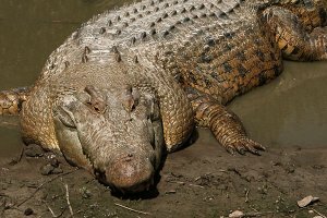 Ученые Малайзии обнаружили на острове Борнео морского крокодила