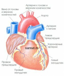 Сердечная мышца