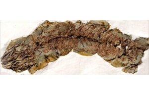 Обнаружено древнее ископаемое беременной ящерицы