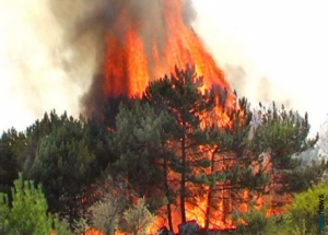 Лесные пожары в Йеллоустоун