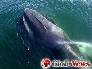 Поющие киты маскируются под рокот планеты