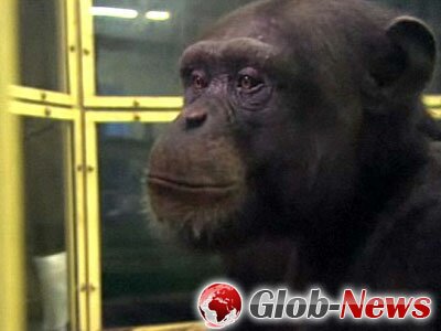 Шимпанзе Аюму запоминает быстрее человека