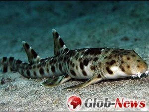 Новый вид акулы обнаружен около Галапагосских островов