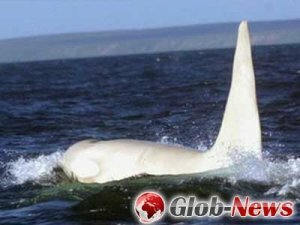 Взрослый белый кит-убийца замечен впервые в дикой природе