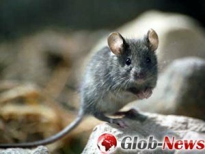 Биологи искусственным путём активировали гены старости у мышей