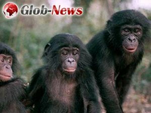 Биологи расшифровали впервые полный геном шимпанзе-бонобо