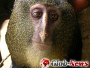 Новый вид обезьян найден в Конго
