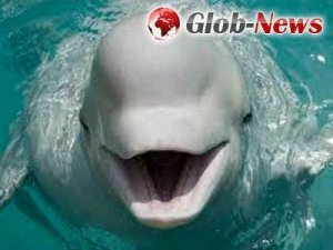 Океанологи нашли кита, который может имитировать человеческий голос