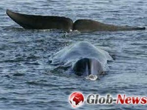 Ученые обнаружили впервые у берега Земли Франца Иосифа кита-финвала