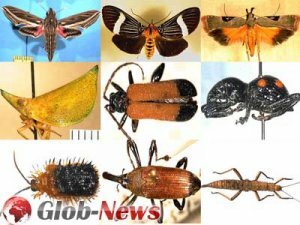Биологи подсчитали в тропическом лесу Панамы количество видов насекомых