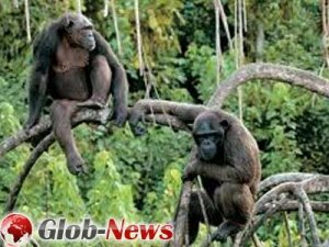 Ученые: шимпанзе способны к 