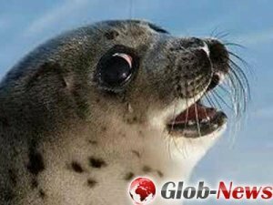 Зачем тюленям усы, выяснили британские ученые