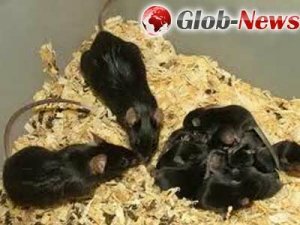 В Японии создали от одной мыши 26 поколений клонов