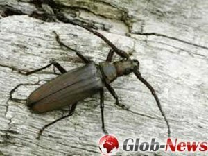 Немецкие ученые открыли более 100 видов жуков, назвав их именами из телефон ...