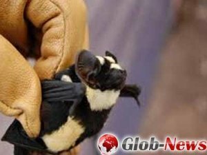Американские учёные в Африке нашли «летучую мышь-панду»
