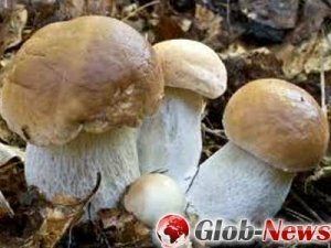 Белые грибы помогли снизить вес людям, страдающим ожирением
