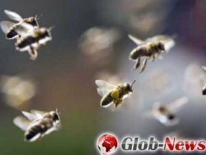 ЕС ввёл запрет на три пестицида с целью защиты пчёл