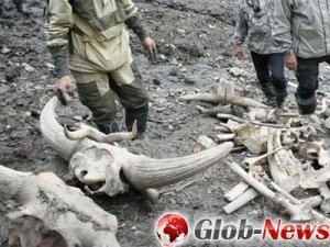 В Сибири обнаружены заледеневшие останки мамонта с жидкой кровью