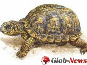 Палеонтологи выяснили, как появился панцирь у черепах