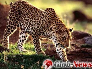 Оказалось, что предки леопардов родом из Тибета