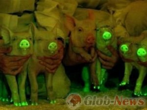 Китайские ученые впервые создали светящихся свиней