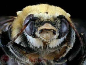Вермонт заполонили пчелы-зомби