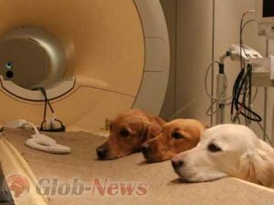 Учёные в мозге собак обнаружили речевой центр