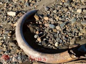Археологами найден бивень мамонта в Красноярске